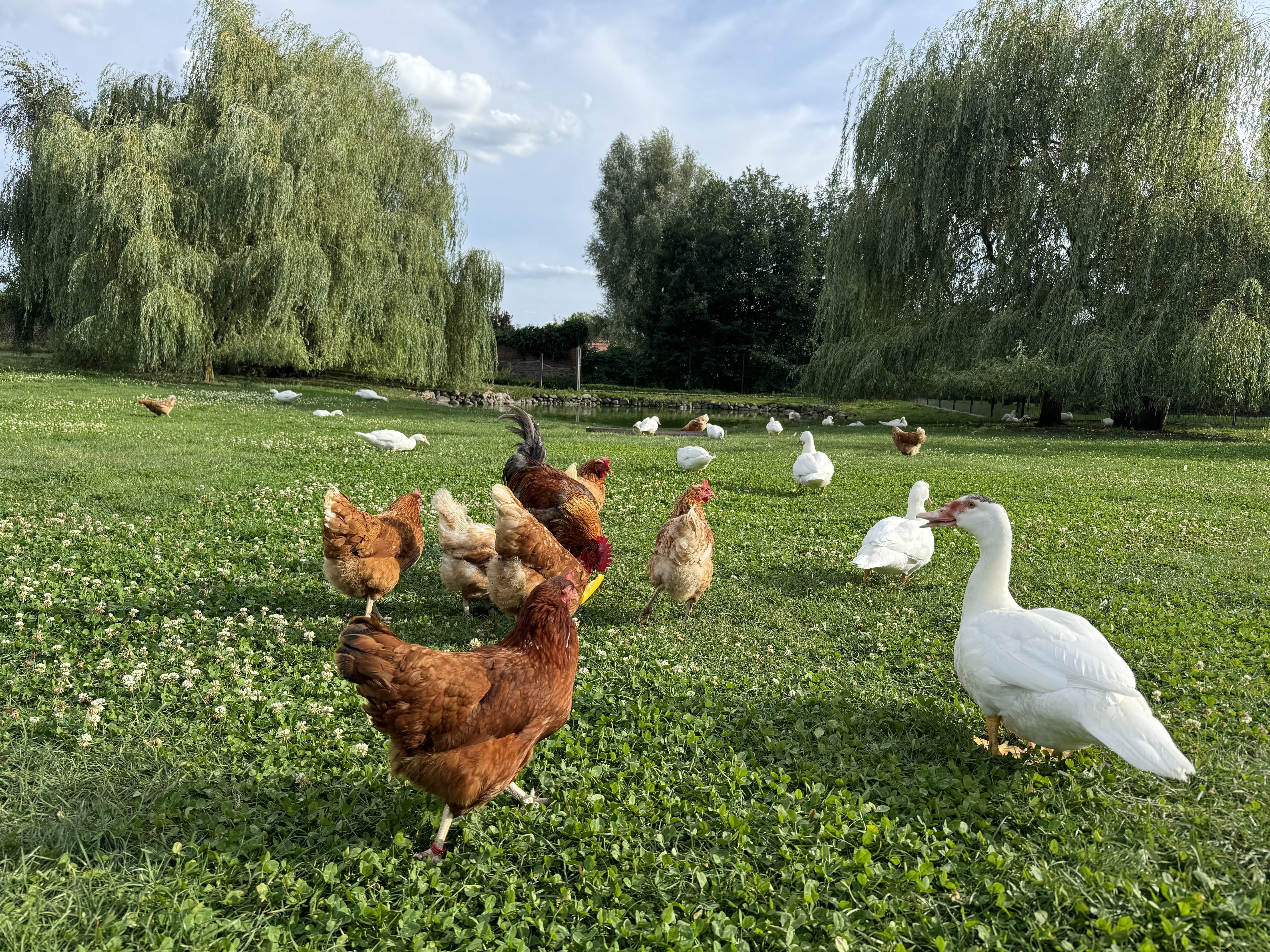 Freilaufende Hühner auf einer grünen Wiese in der Nähe des Ferienhauses