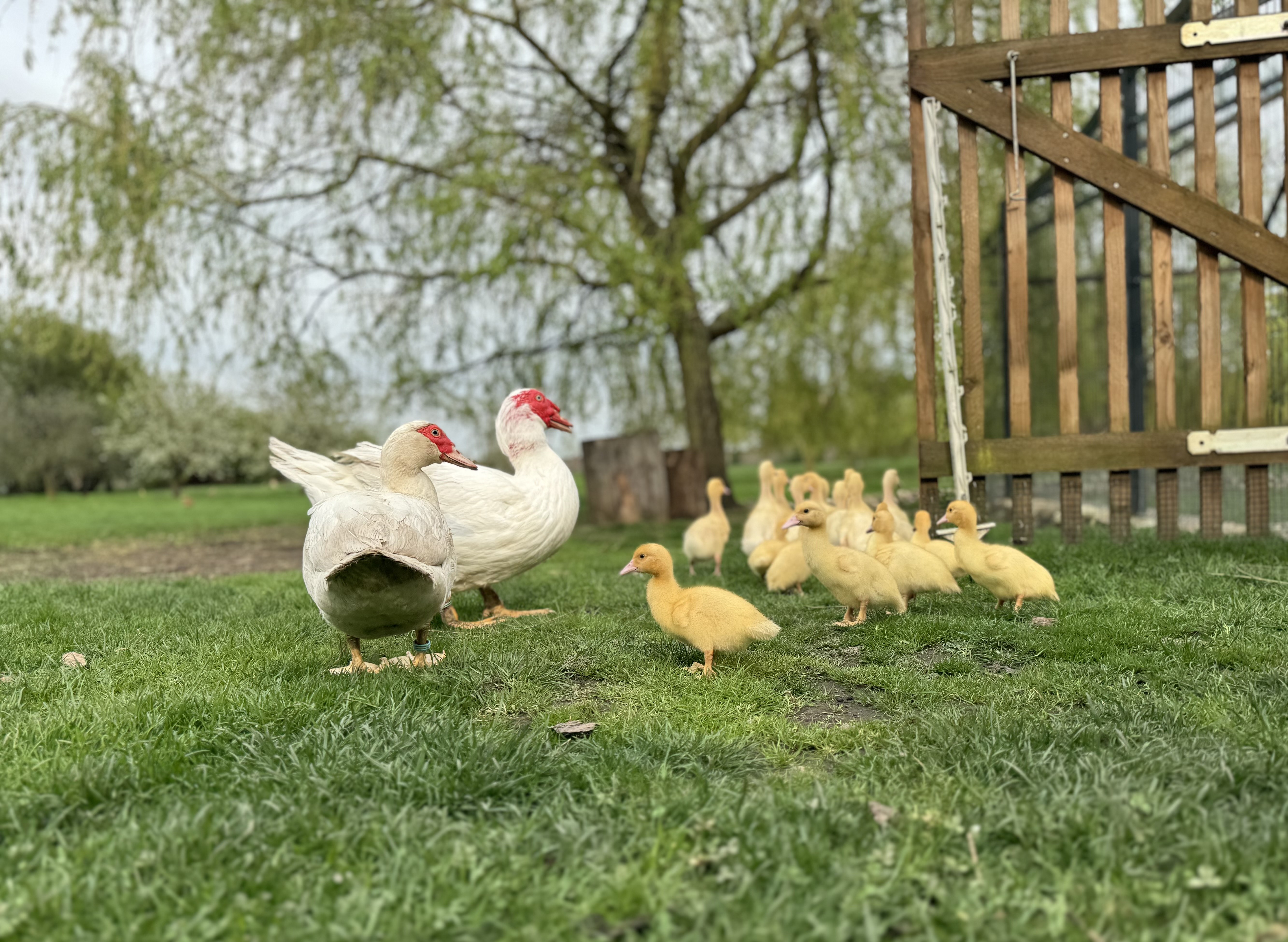 Niedliches gelbes Küken im Gras in der Nähe des Feriengrundstücks