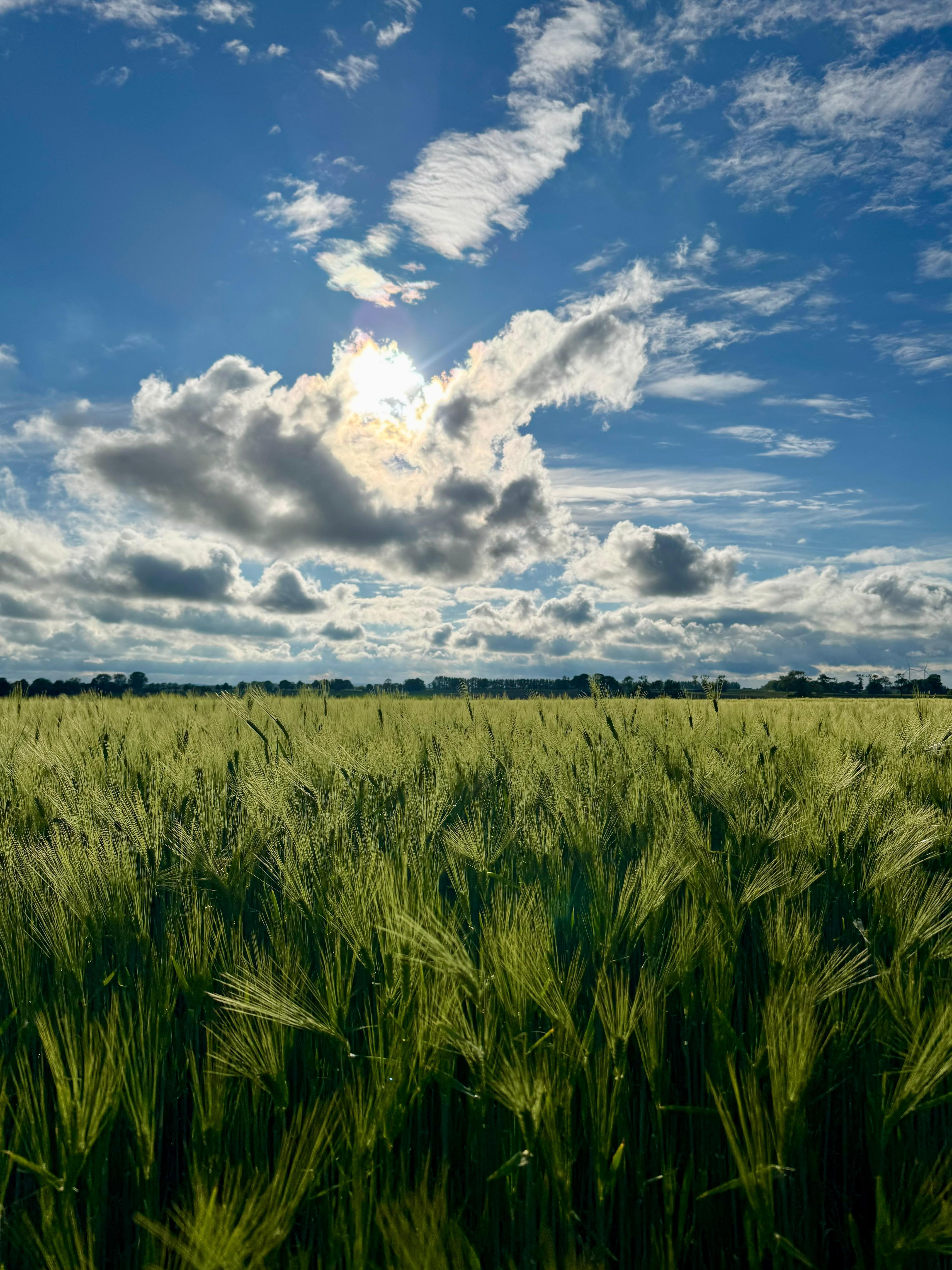 Malerische ländliche Landschaft mit einem schönen Feld im Sommer
